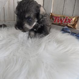 Twix - Salt and pepper male Miniature Schnauzer puppy in Rosemount, Minnesota from Weiland's Ruby