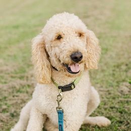 Sage - Goldendoodle