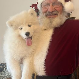 Samoyed Puppies from Better’s Samoyeds