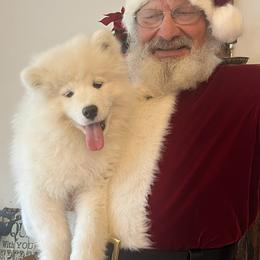 Samoyed Puppies from Better’s Samoyeds
