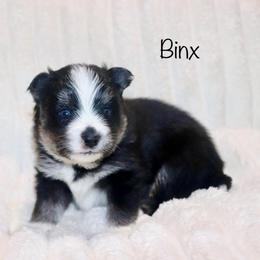 Binx - Black and white male Pomsky puppy in Denham Springs, Louisiana from Bayouland Pomskies