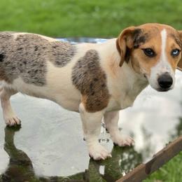 Tater - Jack Russell Terrier