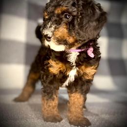 Bernedoodle Puppies from Starlight Bernedoodles