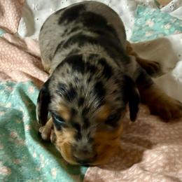 Jesse - Brindle male Dachshund puppy in Salem, Oregon from Longdox Mini Dachshunds