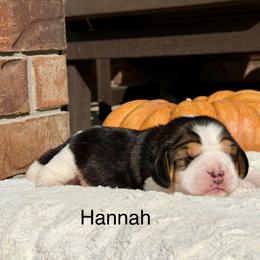 Hannah - Black white and tan female Beagle puppy in Mansfield, Missouri from Rippee Creek Kennel