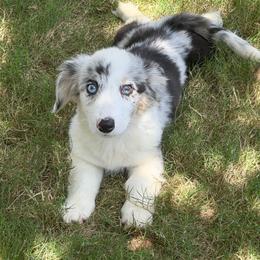 Tinkerbelle - Blue merle and white female Cardigan Welsh Corgi puppy in San Diego ,Ca, California from SoCal Native Corgis
