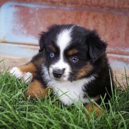 Pluto - Black tri male Miniature Australian Shepherd puppy in Enoch, Utah from Twisted H Aussies