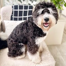 Bernedoodles, Cavapoos, and Sheepadoodles from GimiPup Doodles