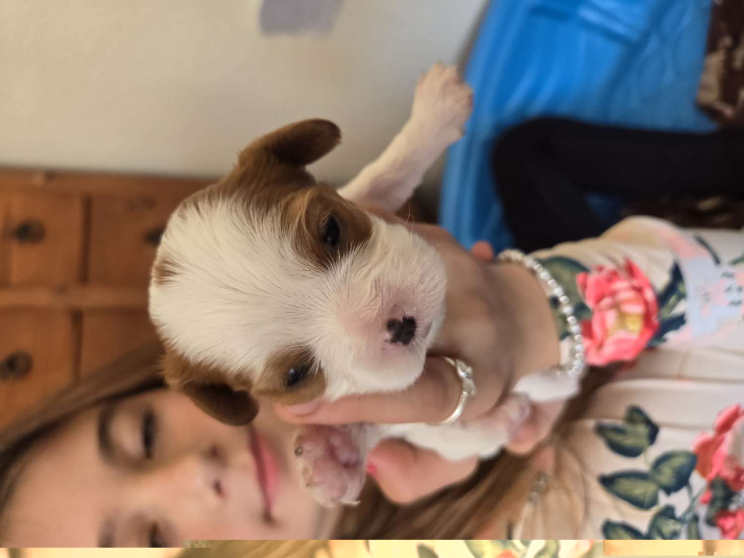 Girl 1, Miracle - Cavalier King Charles Spaniel puppy from Cinnamon the Cavalier King Charles