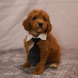 Theo - Red  male Goldendoodle puppy in Apopka, Florida from Rae Precious Puppies