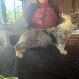 Summer - Blue merle and white Cardigan Welsh Corgi puppy in Corona, California from ChezBeale