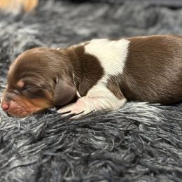 Kokomo - Piebald male Dachshund puppy in Whitesboro, Texas from Whitesboro Dachshund
