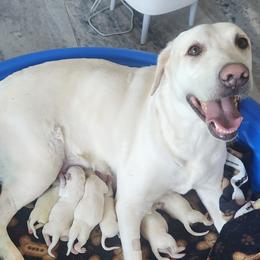 Boy 1 - Yellow male Labrador Retriever puppy in Arizona from Lily's White Labs