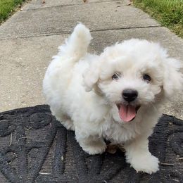 Bichon Frise puppies from Baltimore Bichons, Inc.