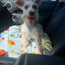Juno - Miniature Schnauzer