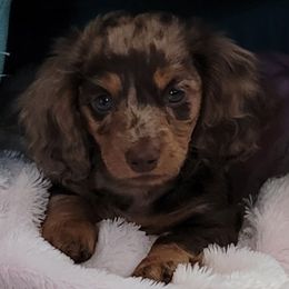 Dachshunds from Timberline Mini Longhaired Dachshunds