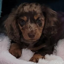Dachshunds from Timberline Mini Longhaired Dachshunds