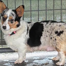 Koqueta - Pembroke Welsh Corgi