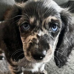 Dachshunds from Upper Pack River Mini Dachshunds