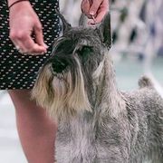 Standard Schnauzers from Straw Hat Standard Schnauzers