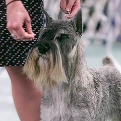 Standard Schnauzers from Straw Hat Standard Schnauzers