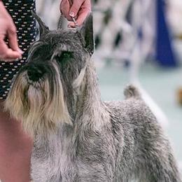 Standard Schnauzers from Straw Hat Standard Schnauzers