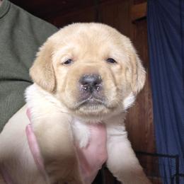 Male 5th Pick - Yellow male Labrador Retriever puppy in Andrews, South Carolina from Leyland Cypress Retrievers