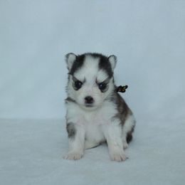Zoey - Silver female Pomsky puppy in Clarkston, Utah from Red Rock Ranch Breeders