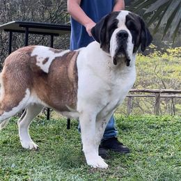 Pepper - Saint Bernard