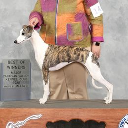 Betty - Whippet
