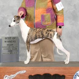 Betty - Whippet