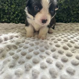Indy - Brindle and white female Cardigan Welsh Corgi puppy in Clio, Michigan from Old Oak Cardigans