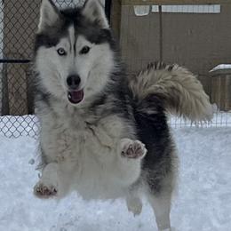 Asha - Siberian Husky