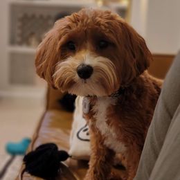 Cavapoo Puppies from Carolina Springs Breeding