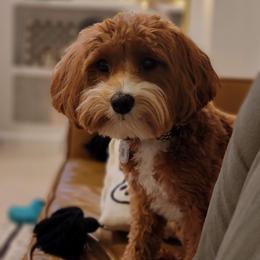 Cavapoo Puppies from Carolina Springs Breeding