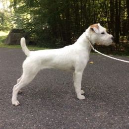 Cora - Jack Russell Terrier