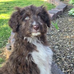 Female 1 - Red tri-color female Aussiedoodle puppy in Mouth Of Wilson, Virginia from Holly Ridge Aussies, Aussiedoodles & Corgis