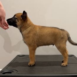 Green Collar - Fawn male Belgian Malinois puppy in Cameron, North Carolina from Wildheart Belgian Malinois