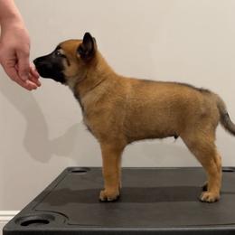 Green Collar - Fawn male Belgian Malinois puppy in Cameron, North Carolina from Wildheart Belgian Malinois