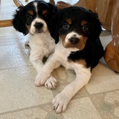French Brittany Puppies from Breezy Point Brittanys-French and American