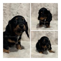 Brody - Black and tan male Dachshund puppy in Chehalis, Washington from McJazzin Doxies
