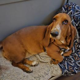 Reba - Basset Hound