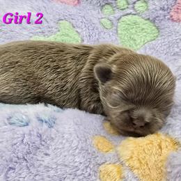 Lilac Girl 2 - Lilac female Shih Tzu puppy in Oakville, Washington from Garrard Creek Shih Tzus