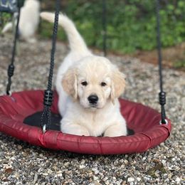 Blue - Golden male Golden Retriever puppy in York County, Maine from Dune Grass Goldens