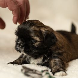 Girl 1 - female Shih Tzu puppy in Fresno, California from Good Lil Shih Tzu