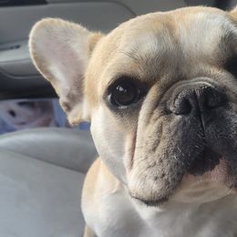 French Bulldogs from Wow-za French Bulldogs