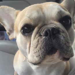 French Bulldogs from Wow-za French Bulldogs