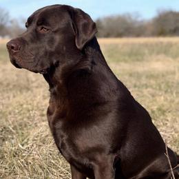 Danny - Labrador Retriever