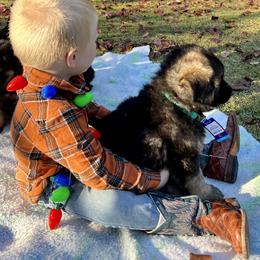 German Shepherd and Miniature American Shepherd Puppies from Bouchard’s Best Shepherds