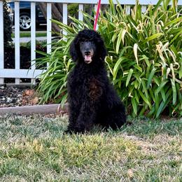 Cara - Blue female Poodle puppy in Roseville, California from Aura & Luxe Poodles